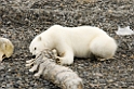 2507 Polar bEar06